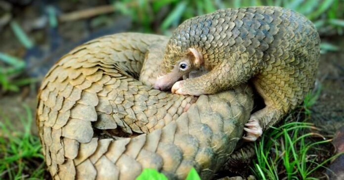 cryptic pangolin species discovery in India